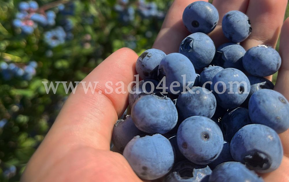 Дорослі саджанці лохини (голубіки) і інших ягідних, хвойних  ітд