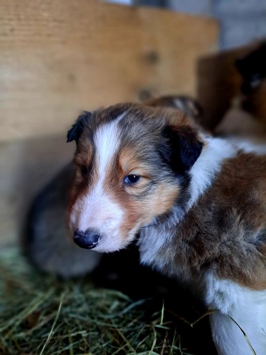 Owczarek szkocki collie