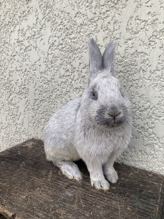 Кролики кролі продам