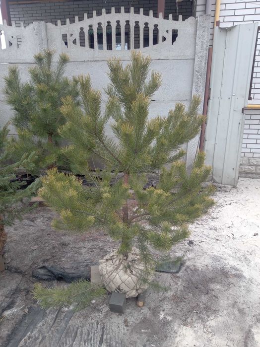 Сосна кримська 140-180 см. Розпродаж, низька ціна. Опт та роздріб