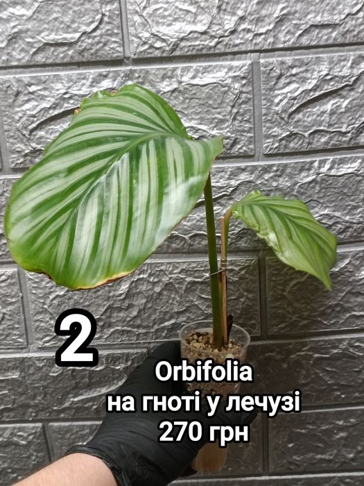 Калатеи "Bella Carlina", Lancifolia, Orbifolia, Network, Fasciata