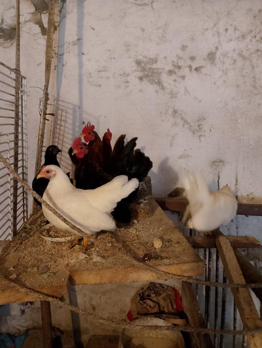 Koguty Serama,Seramy