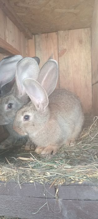 Кролики тушки,молодняк для розведення.
