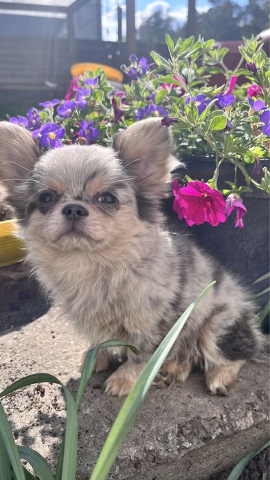 Идеальный парень Чихуахуа мерле на вязку кобель