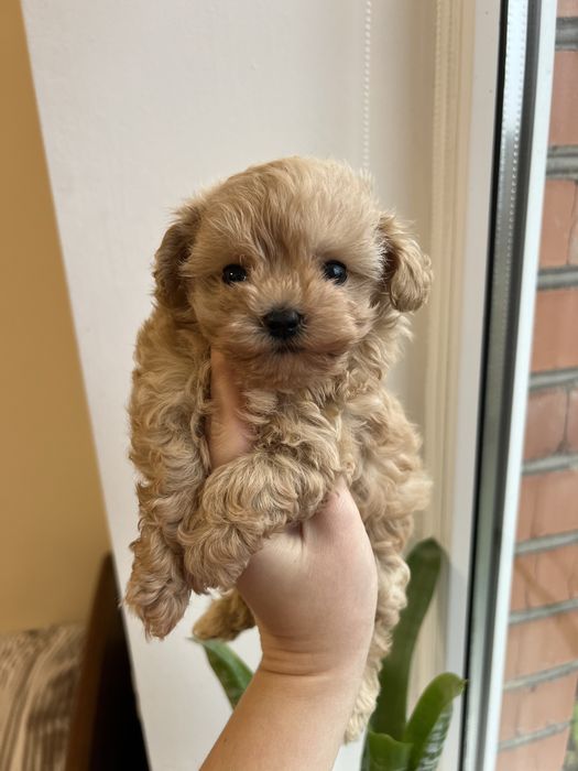 Мальтіпу дівчинка , мальтипу ф1 , мальтіпу