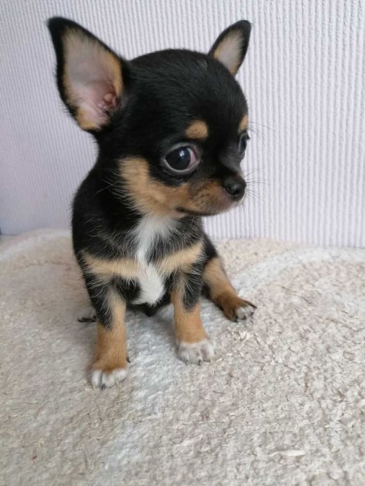 Чихуа и померанский шпиц