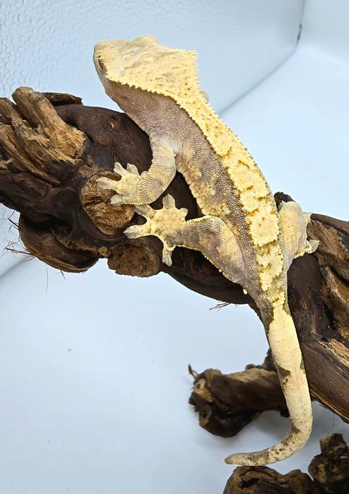 Gekon Orzęsiony - Correlophus ciliatus