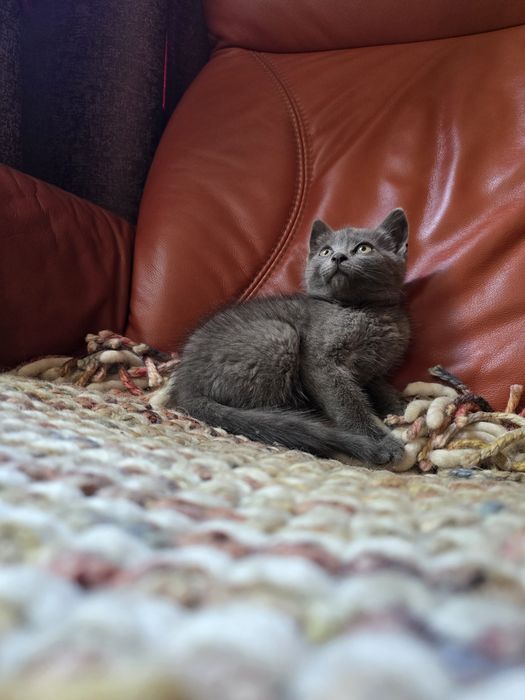 Плюшеве кошеня пушисте