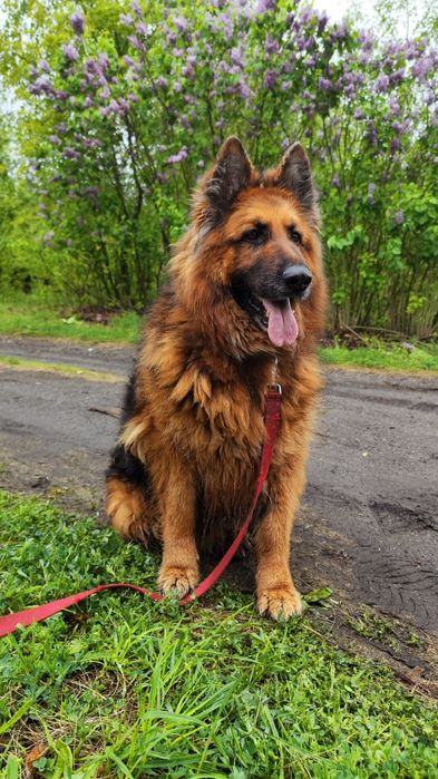 Piękna sunia czeka w schronisku na dom.