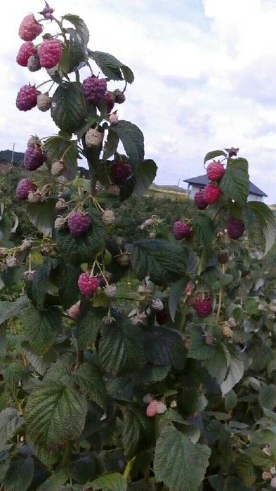 Sadzonki malin jesiennych i letnich, jeżyna bezkolcowa owoce GIGANTY