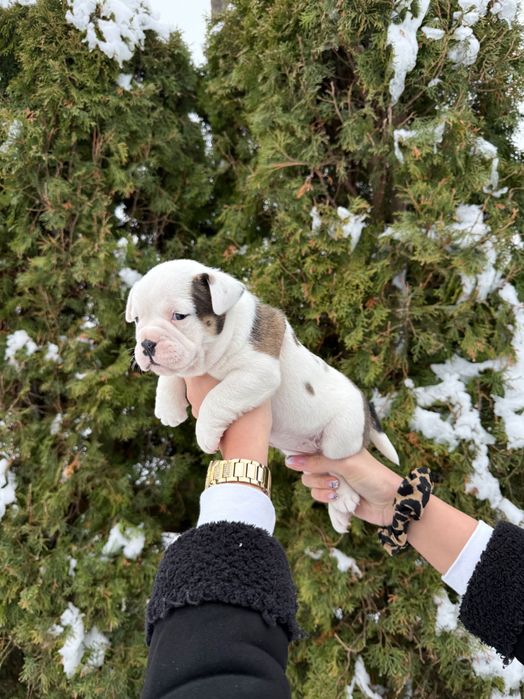 American Bully suczka