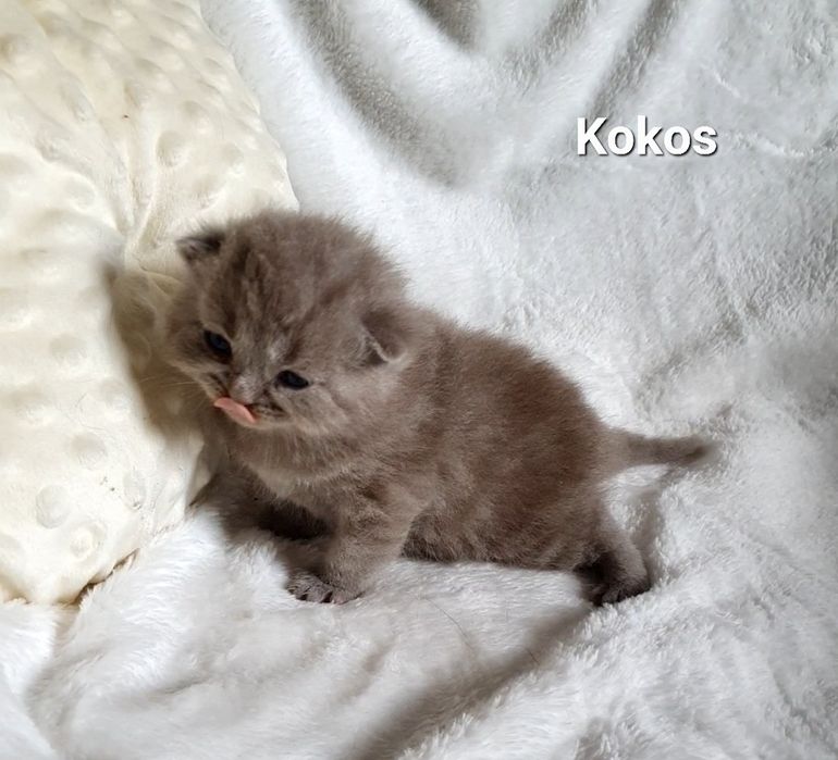 Kocurek brytyjski liliowy
