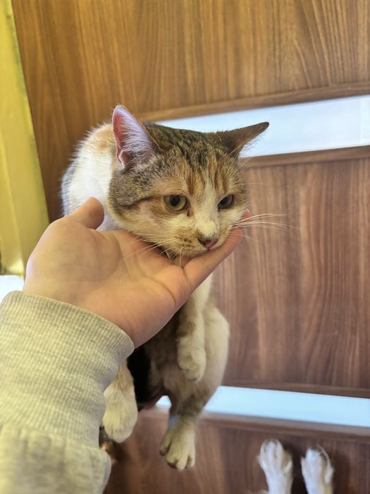 Oddam trzykolorowa kotke