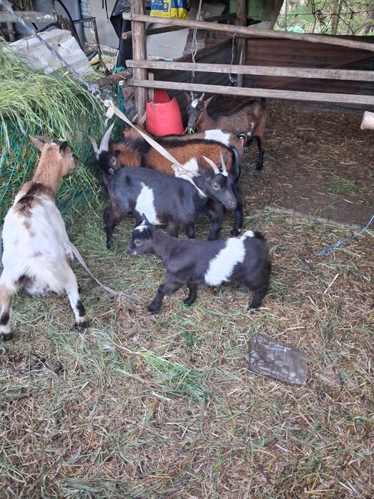 Rebanho cabras anãs
