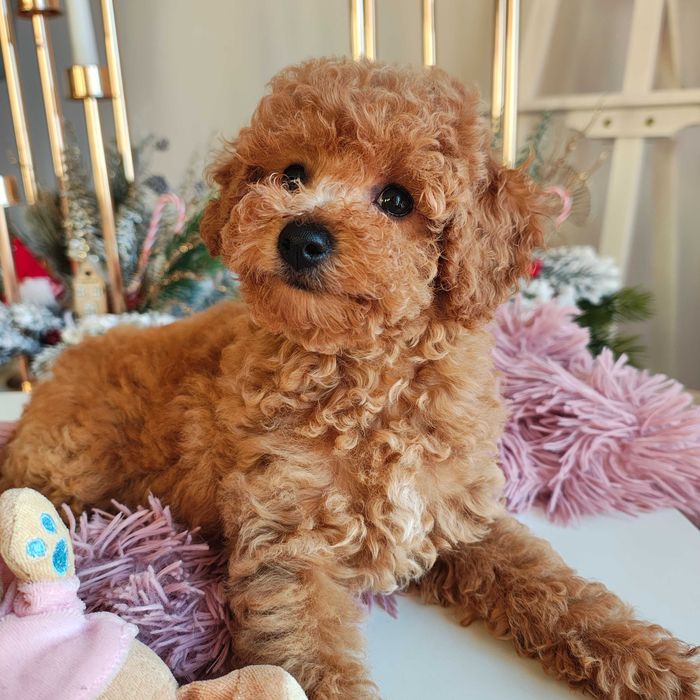 Poochon / Bichpoo / Pudel Toy piesek