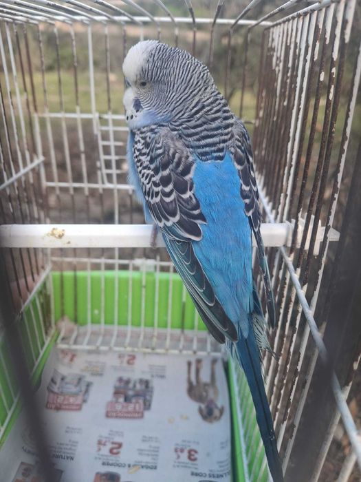 Vendo piriquitos australianos -cor azul