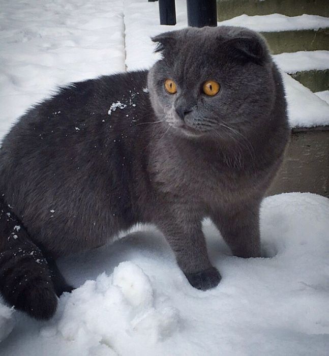 В'язка британських котів