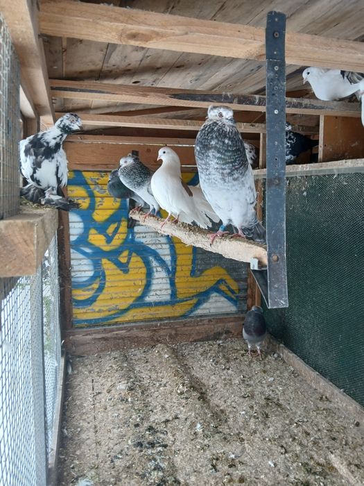 Gołębnik ogrodowy wraz z gołębiami ozdobnymi