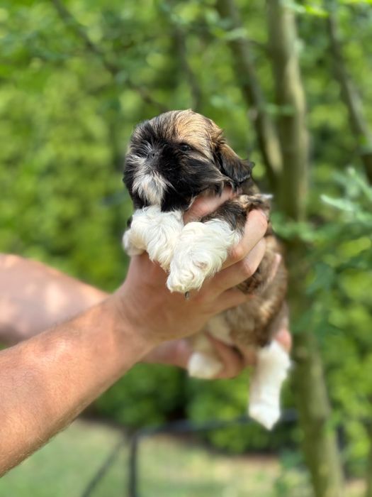Shih-Tzu piekna sunia z rodowodem
