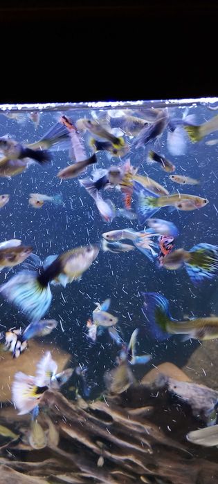 Gupiki promocja zapraszam