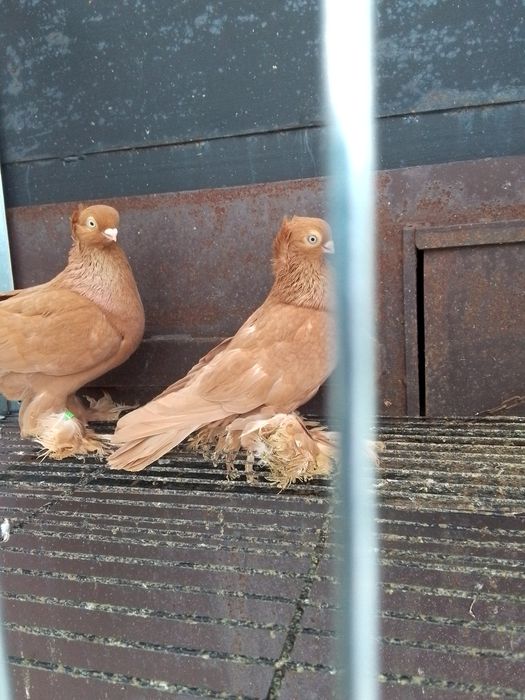 Ptaki gołębie ozdobne