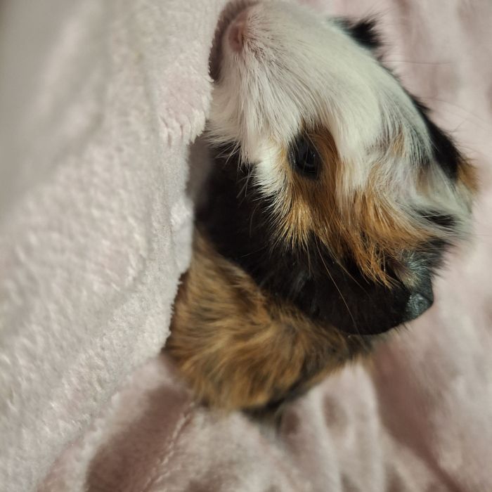 Кто хочет себе маленькое счастье дома?.. Морские свинки