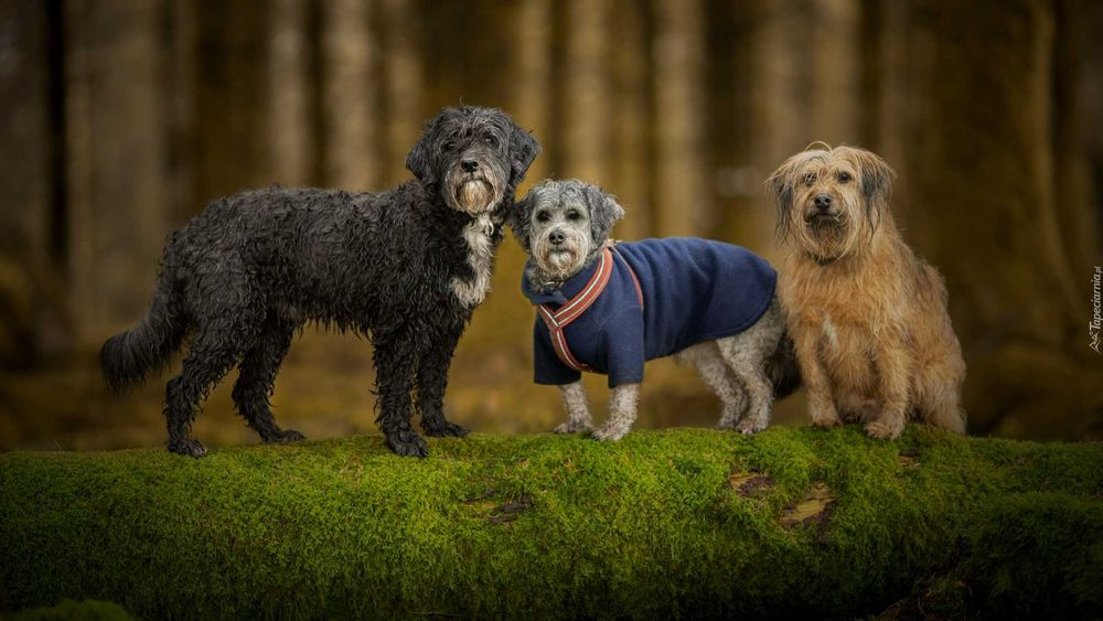 Opieka nad psami/petsitter/opiekun dla psa/Gdańsk Jasień/Morena/120zł