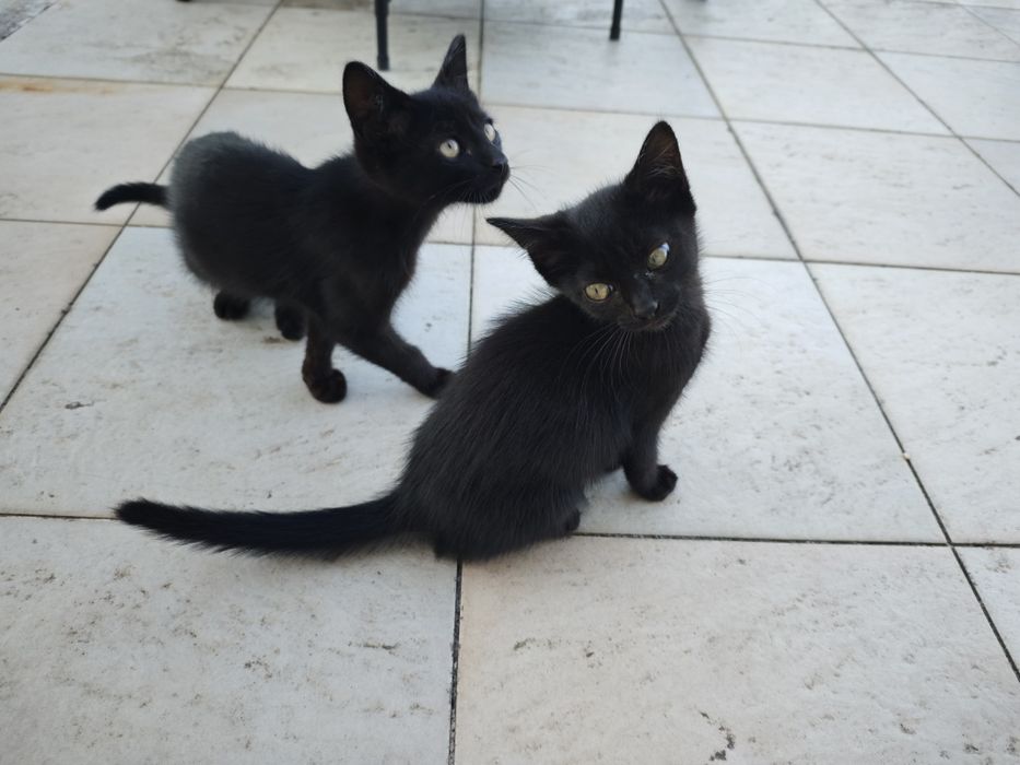 Gatinhos para adoção