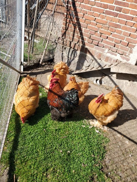 Koguty Kochin Olbrzymi