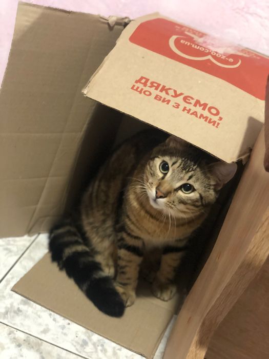 Прилаштовується Кіт 2,5 роки