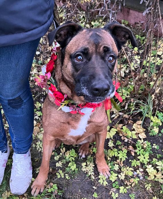 Puma w typie boksera pilnie szuka domu