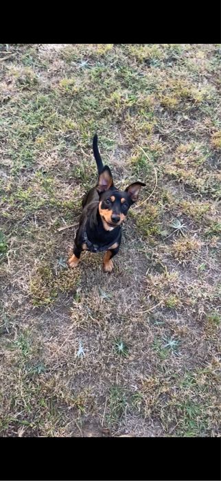 Pinscher adulto de 2 anos, castrado e muito energético