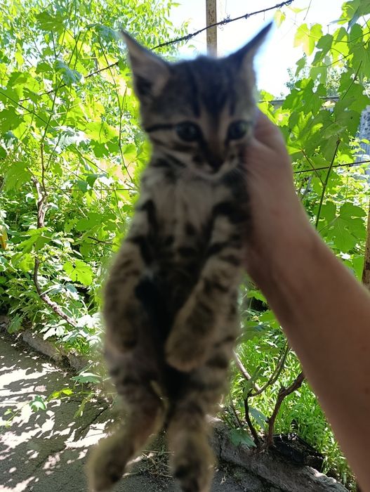 Кошеня 1.6 місяця