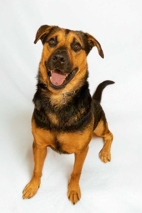 Adoção responsável cão macho - porte medio grande - Cerca de 3 anos