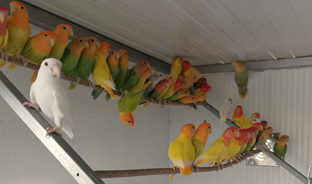 agapornis roseicollies
