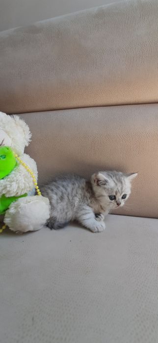 Чудесные котята в нарядном окрасе