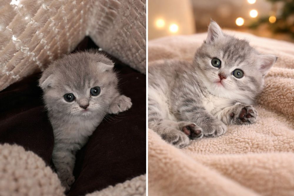 Милі кошенята