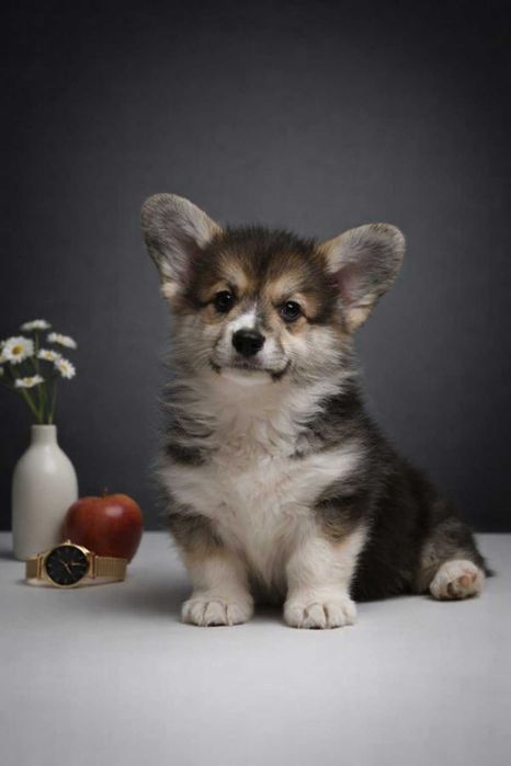 Вельш-коргі цуценята (дівчинка)