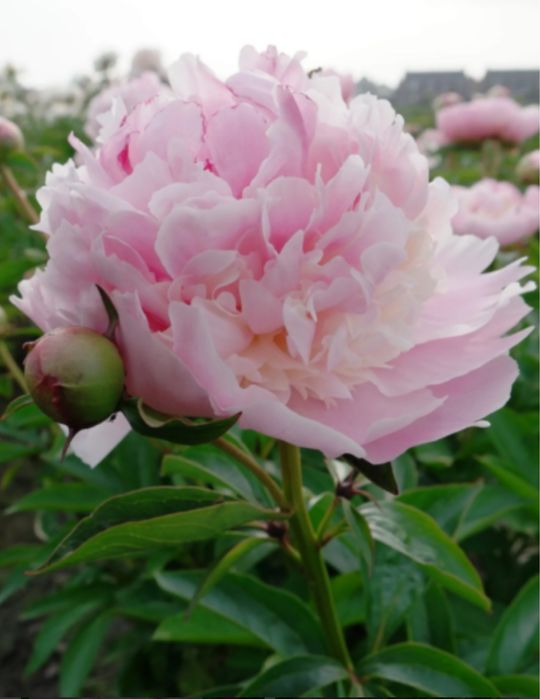 Angel Cheeks, Joker,.Henry, Bockstoce, Георгіни пампонні та шаровидні