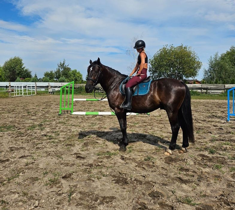 Piękny wałach śląski, 5 lat