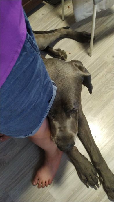 Dog niemiecki do adopcji, błękitny FCI, samiec