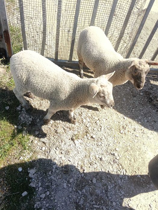 Borregas Charolesas Femeas