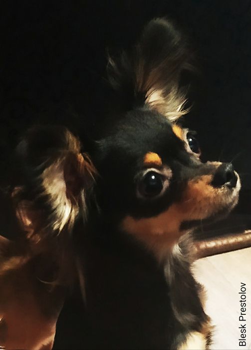 Питомник. Щенки Русского Длинношерстного Тоя.