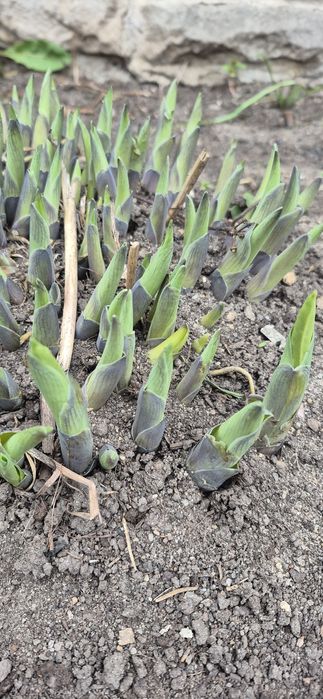 Funkcja z ciemnymi liśćmi 5 kłów