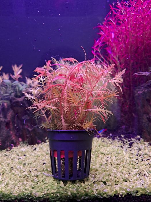 Planta para aquário