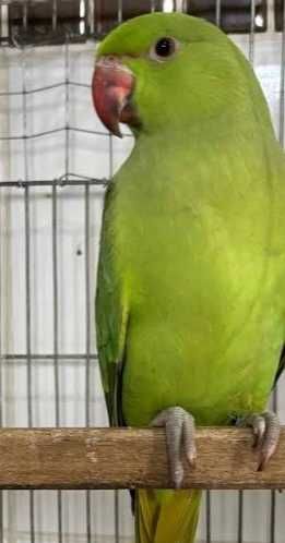 rinck nek macho com apenas 6 meses