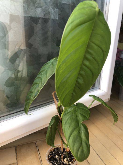 Філодендрон  Esmiraldens