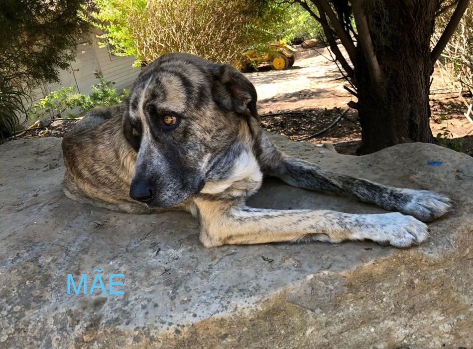Cachorros à procura da sua familia