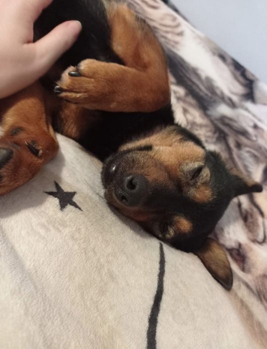 Mia szuka swojego domu