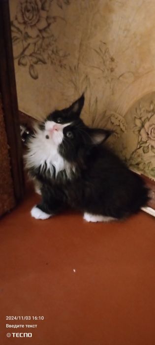 Мейн Кун котята ну очень крупный помет